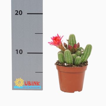 Chamaecereus 'Ubink Cerise'