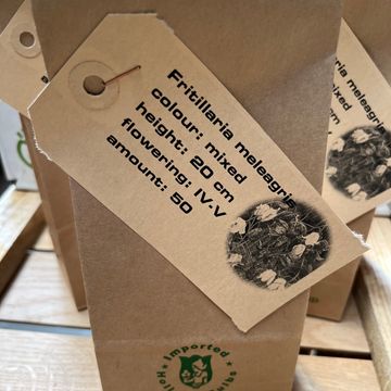 Fritillaria meleagris