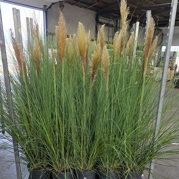 Cortaderia selloana 'Citaro'