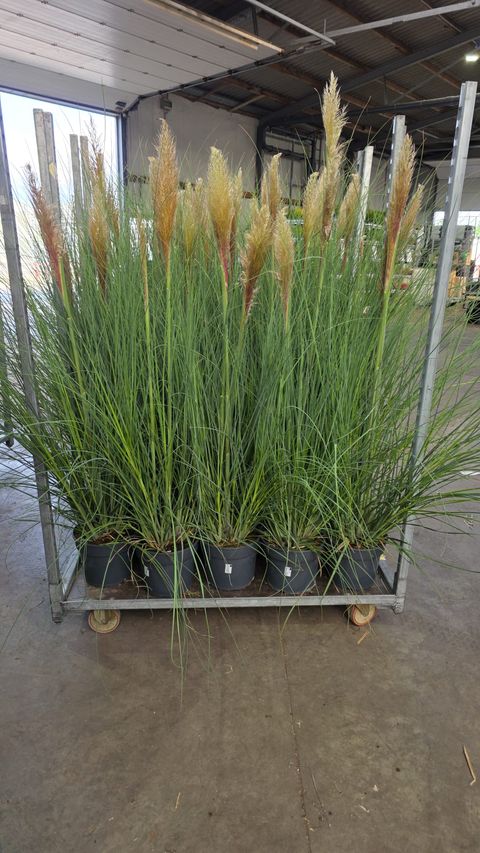 Cortaderia selloana 'Citaro'
