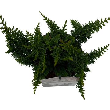 Chamaecyparis obtusa 'Teddy Bear'