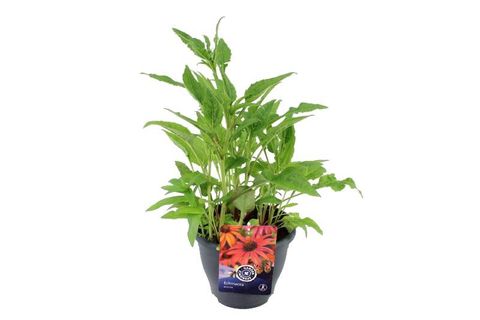 Echinacea SOMBRERO SALSA RED
