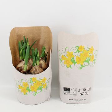 Narcissus 'Tête Bouclé'