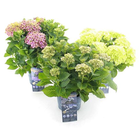 Hydrangea macrophylla MIX