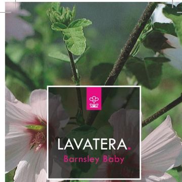 Lavatera 'Barnsley Baby'