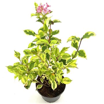 Weigela 'Kosteriana Variegata'