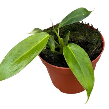 Philodendron patriciae