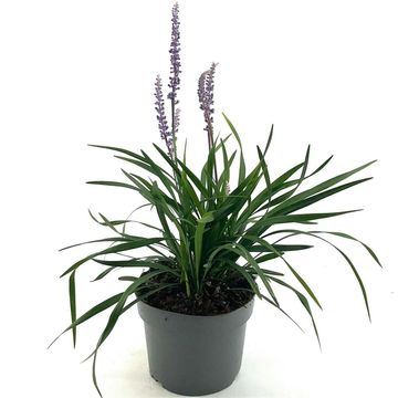 Liriope muscari 'Lilac Wonder'