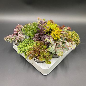 Sedum MIX