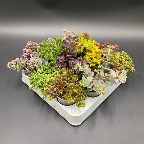 Sedum MIX