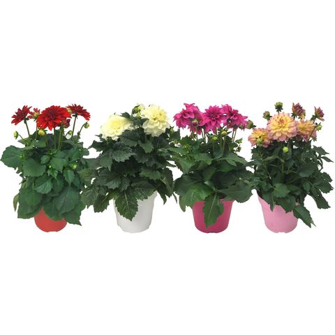 Dahlia DAHLINOVA HYPNOTICA MIX (JK Plant)