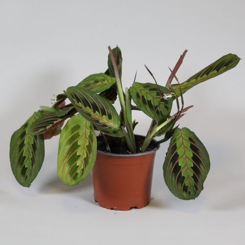 Maranta leuconeura 'Fascinator'