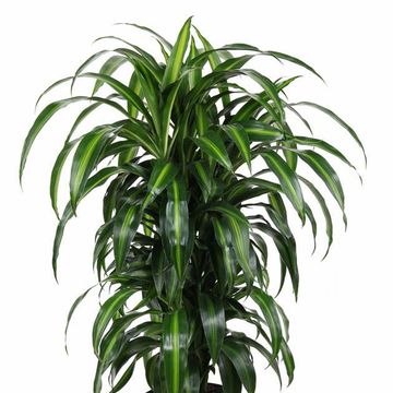 Dracaena fragrans 'Hawaiian Sunshine'