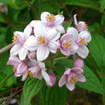 Deutzia x hybrida 'Mont Rose'