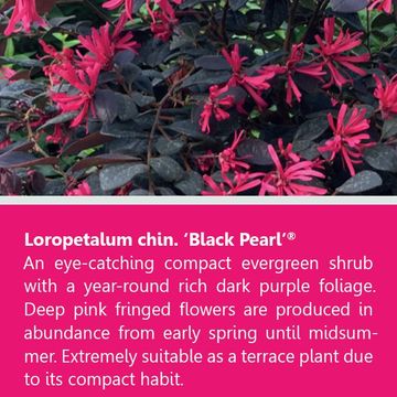 Loropetalum chinense BLACK PEARL