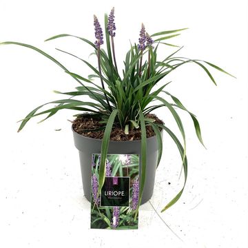 Liriope muscari 'Moneymaker'
