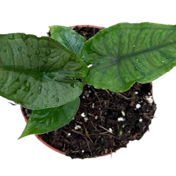 Alocasia Olanii