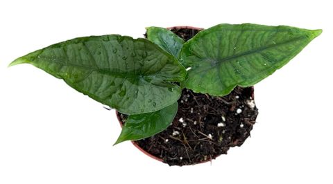 Alocasia Olanii