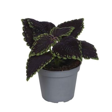 Plectranthus scutellarioides 'Abbey Road'