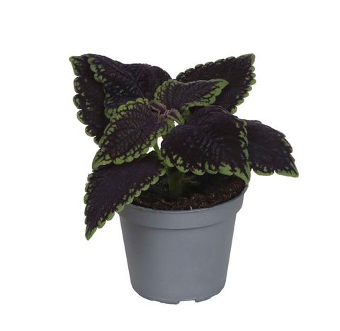 Plectranthus scutellarioides 'Abbey Road'