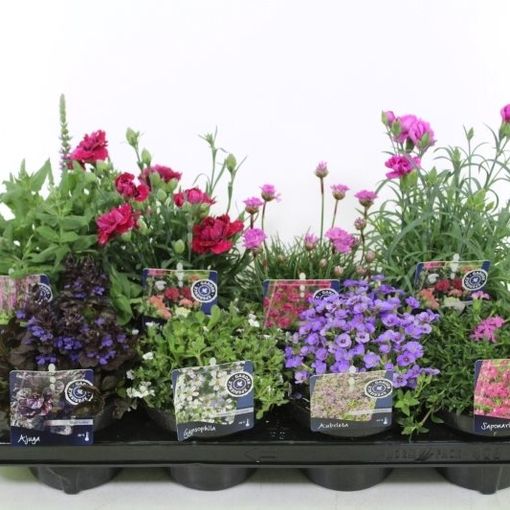 vergelijking pak Stratford on Avon Vaste planten MIX (P13 cm H25 - 35 cm) – Planten Groothandel FlorAccess