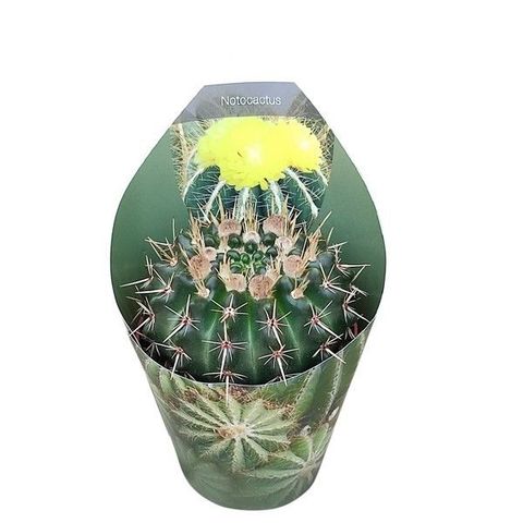 Notocactus mammulosus