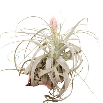 Tillandsia gardneri