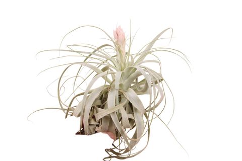 Tillandsia gardneri