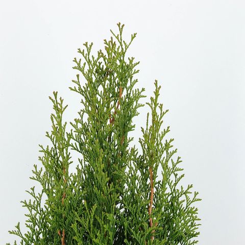 Thuja occidentalis 'Smaragd'