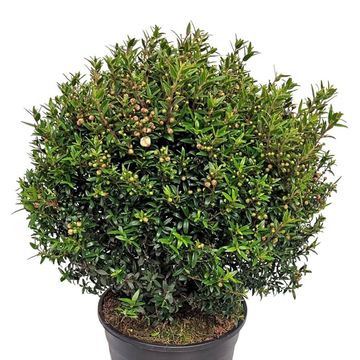 Myrtus communis