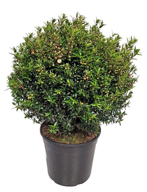 Myrtus communis