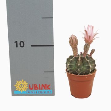 Gymnocalycium mihanovichii MIX