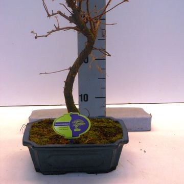 Metasequoia glyptostroboides