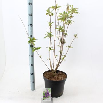 Buddleja davidii 'Ile de France'