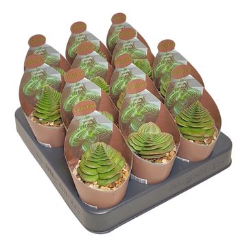 Crassula capitella turrita