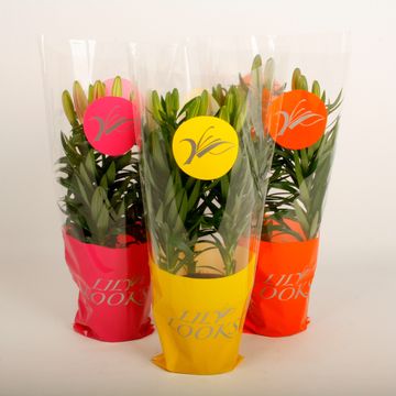 Lilium LILY LOOKS TINY MIX