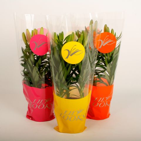 Lilium LILY LOOKS TINY MIX — Plant Wholesale FlorAccess