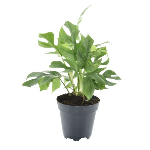 Rhaphidophora tetrasperma MARMER