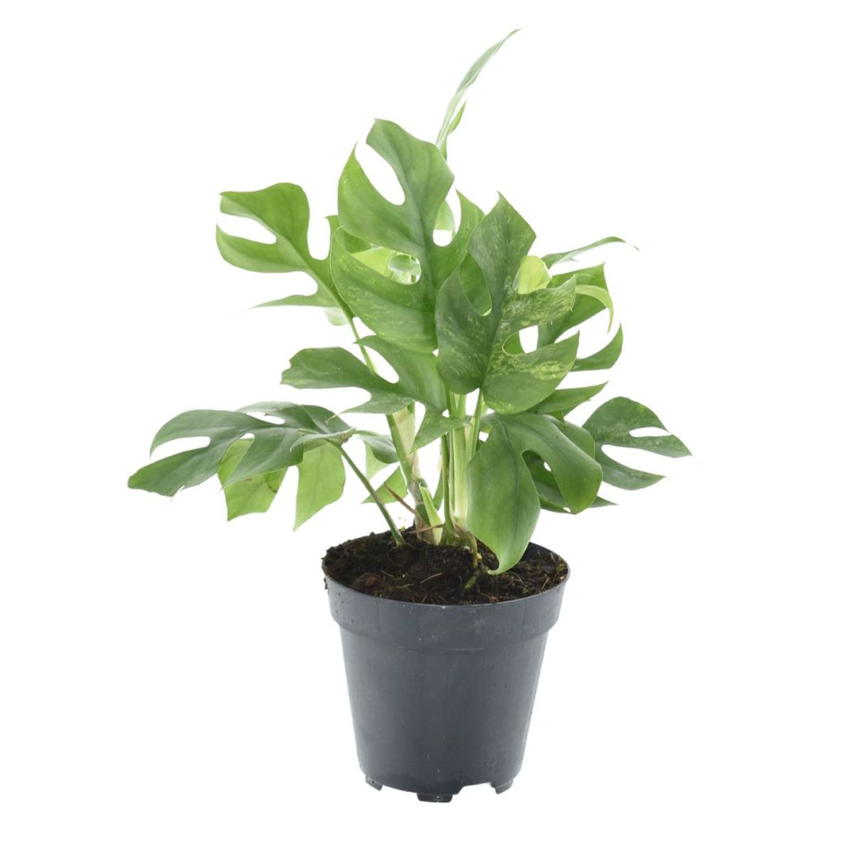2】Rhaphidophora Tetrasperma 