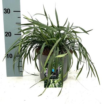 Liriope muscari 'Royal Purple'