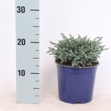 Chamaecyparis pisifera 'Baby Blue'