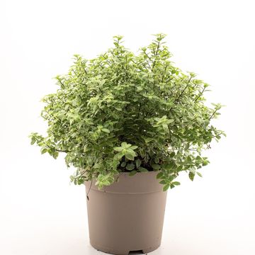 Pittosporum tenuifolium 'Silver Ball'