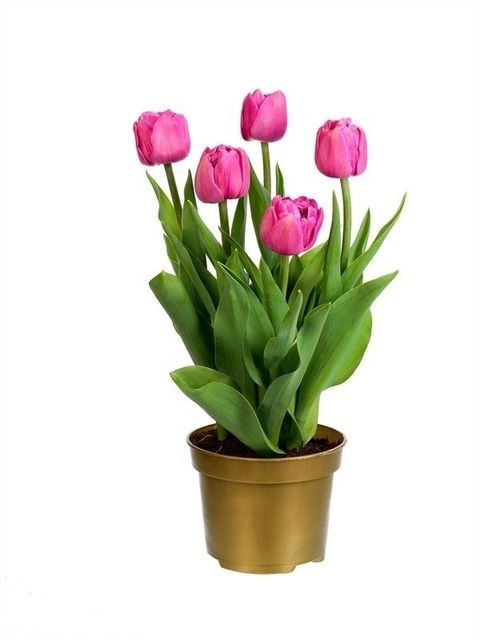 Tulipa 'Globe' — Plant Wholesale FlorAccess