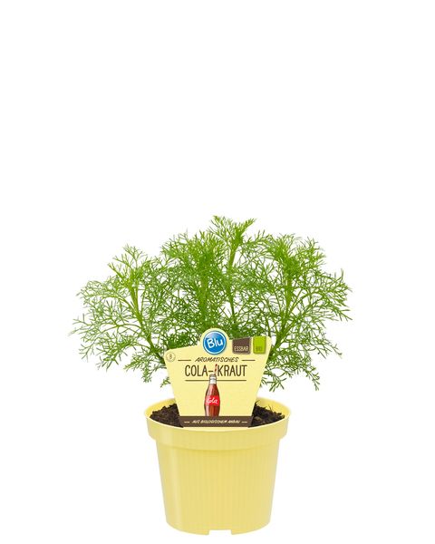 Artemisia abrotanum maritima