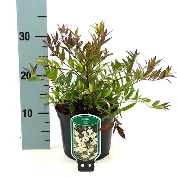 Deutzia gracilis 'Nikko'