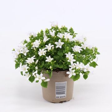 Campanula portenschlagiana AMBELLA WHITE