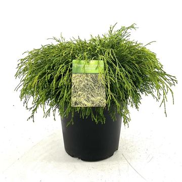 Chamaecyparis pisifera 'Sungold'
