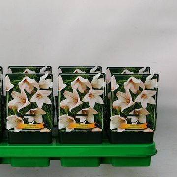 Platycodon grandiflorus Pink P11