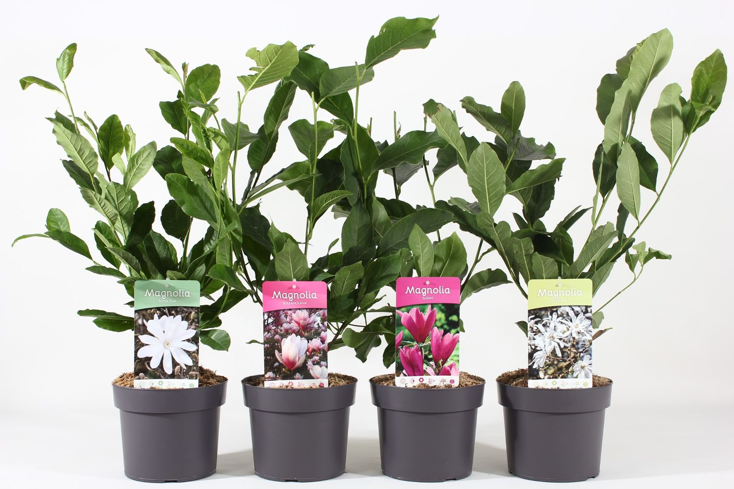 Magnolia MIX — Plant Wholesale FlorAccess