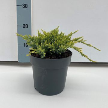 Juniperus squamata 'Holger'